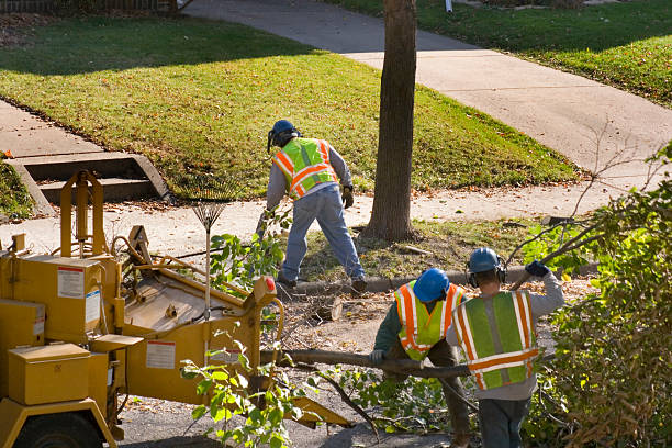 Best Tree Cabling and Bracing  in Elkhart, IN